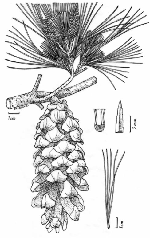 Pinus dalatensis