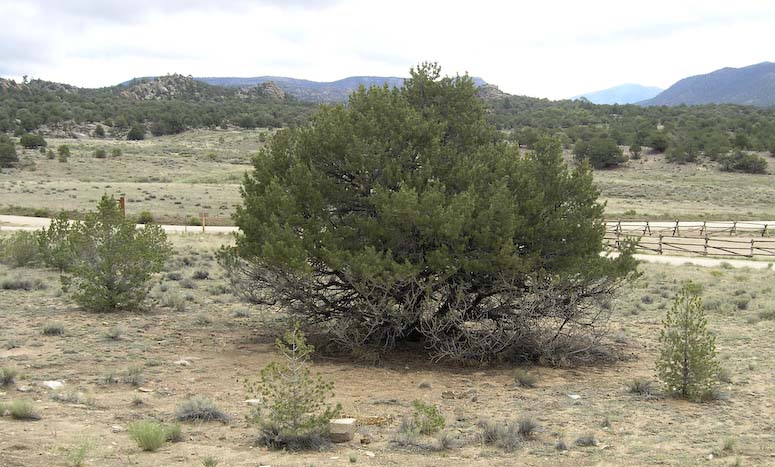 Colorado pignon pin Pinus edulis Hardy Evergreen, comestibles Tree Seeds