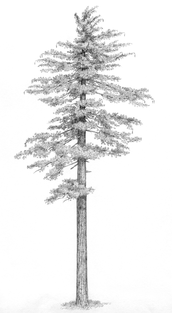 Pinus lambertiana (sugar pine) description - The Gymnosperm Database