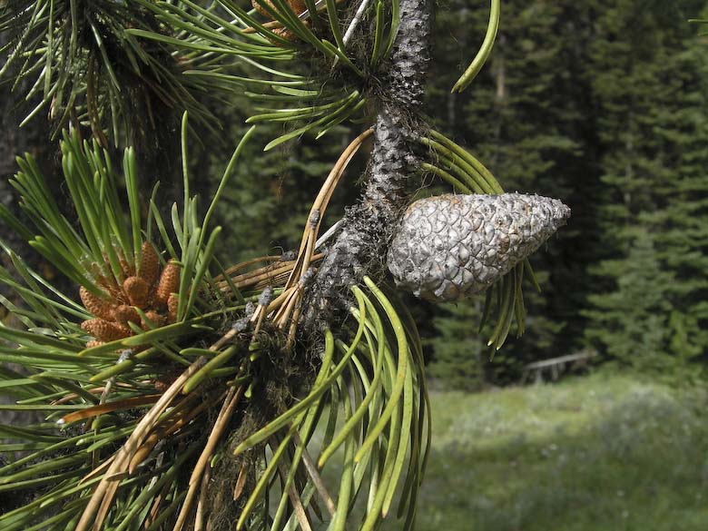 Pinus contorta latifolia Lodgepole Pine 100 seeds 