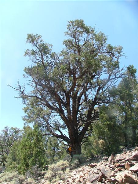 Pinus Monophylla Singleleaf Pinon Description The Gymnosperm Database