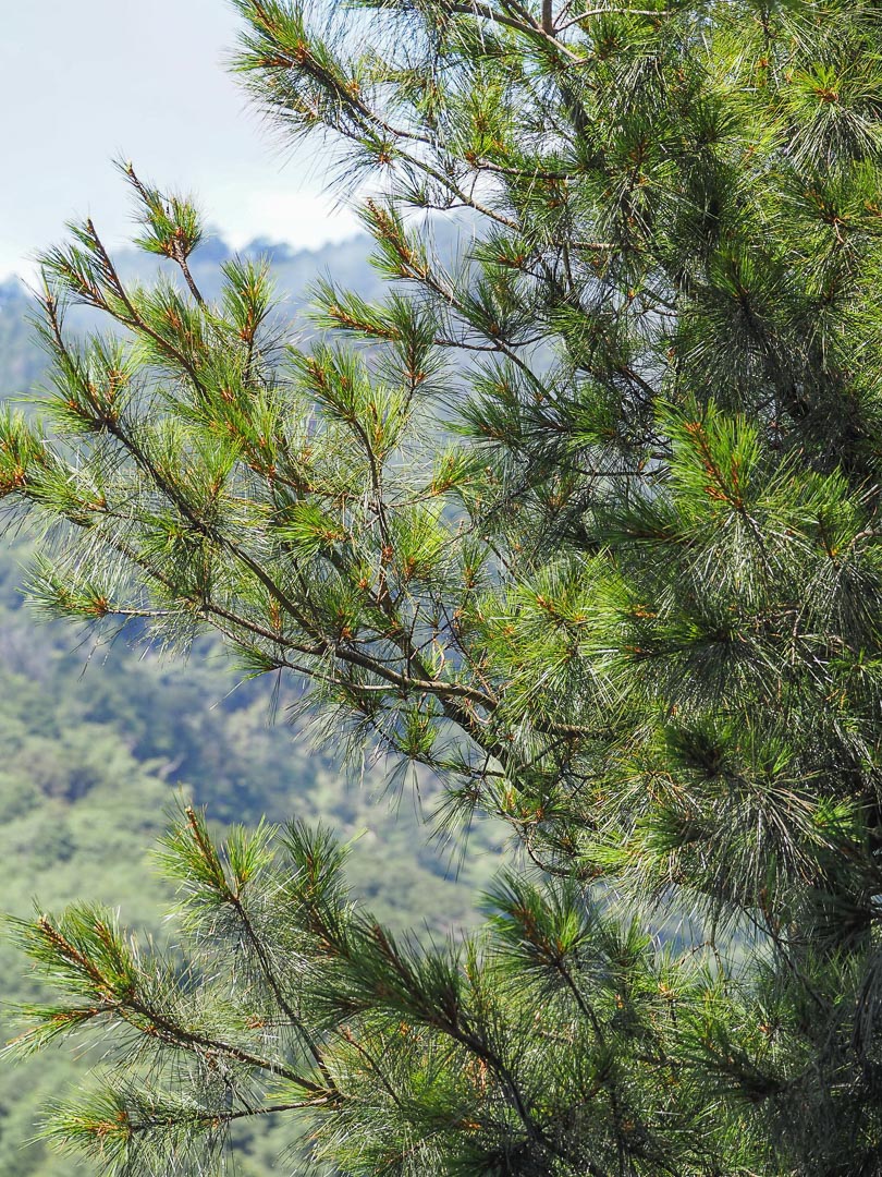 Pinus morrisonicola (台湾五针松, Taiwan white pine) description