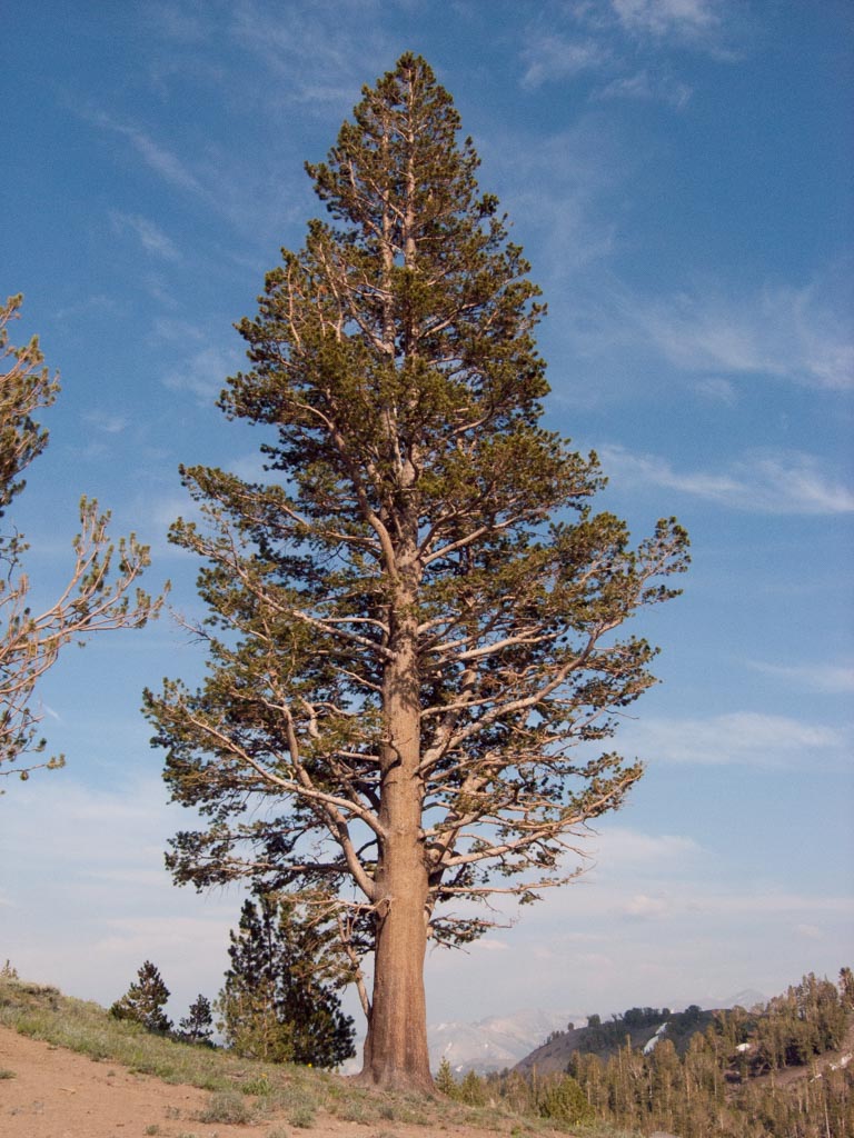 lodgepole pine