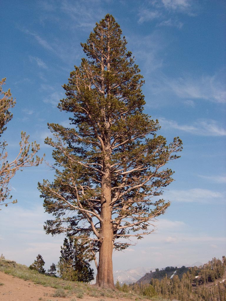 Pinus contorta subsp. murrayana (Sierra lodgepole pine) description