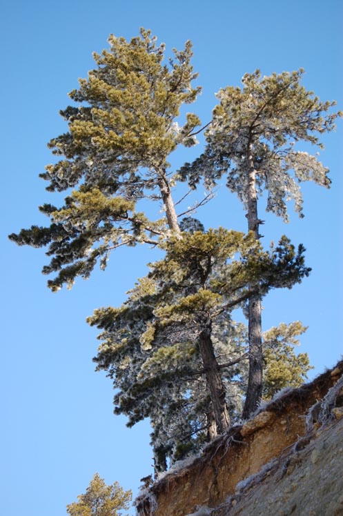 TURKISH BLACK PINE Pinus Nigra Caramanica 10,20 SEEDS 