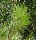 Photo 04