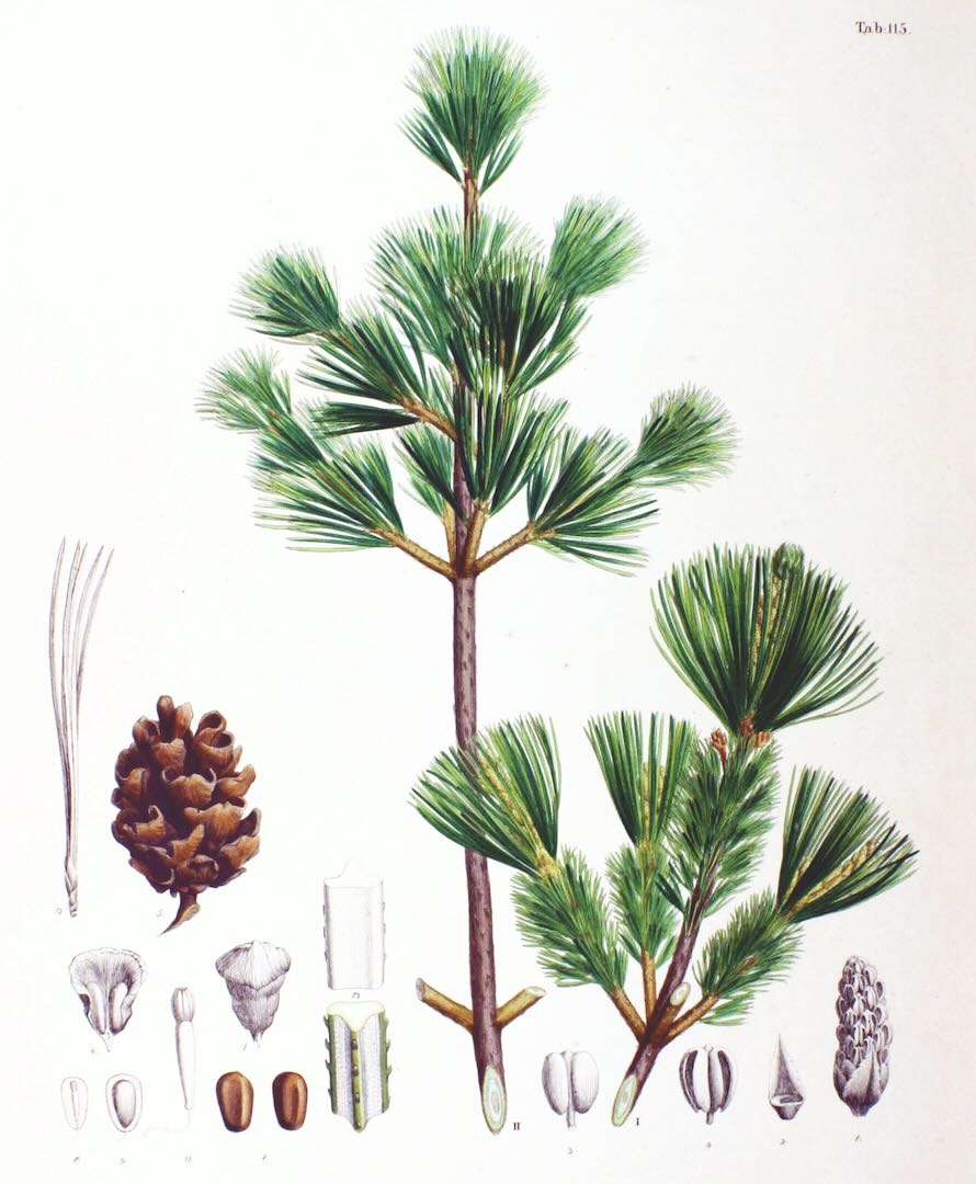 Pinus parviflora (ゴヨウマツ) description - The Gymnosperm Database