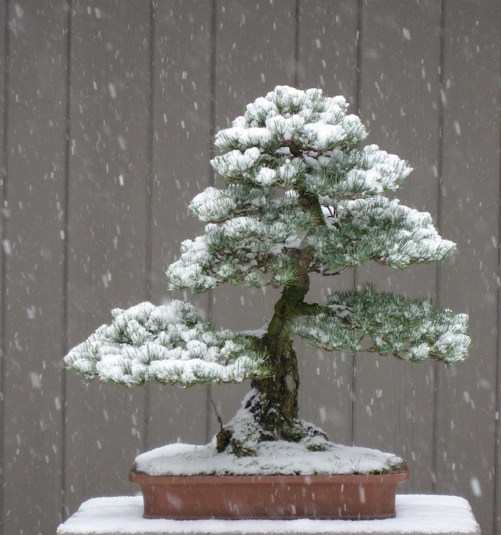五葉松（Pinus parviflora）-3個 Pinus parviflora - Trees and Shrubs Online