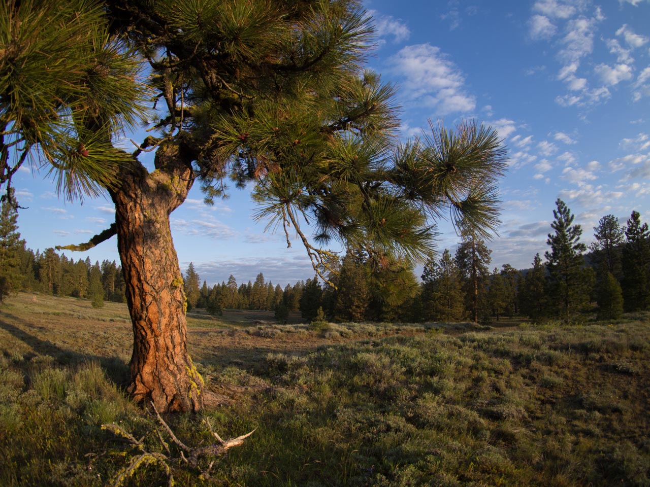 1000 Semillas Ponderosa Pino california Pinus ponderosa Oregon/Washington 