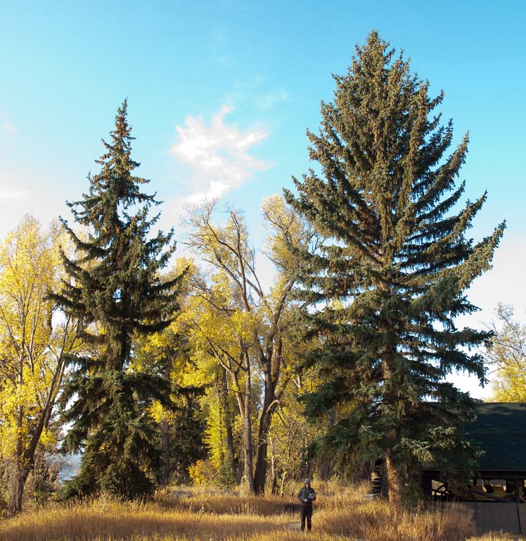 Picea pungens (blue spruce) description