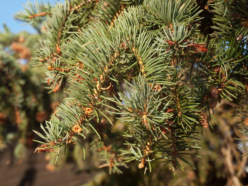 blue spruce cones images