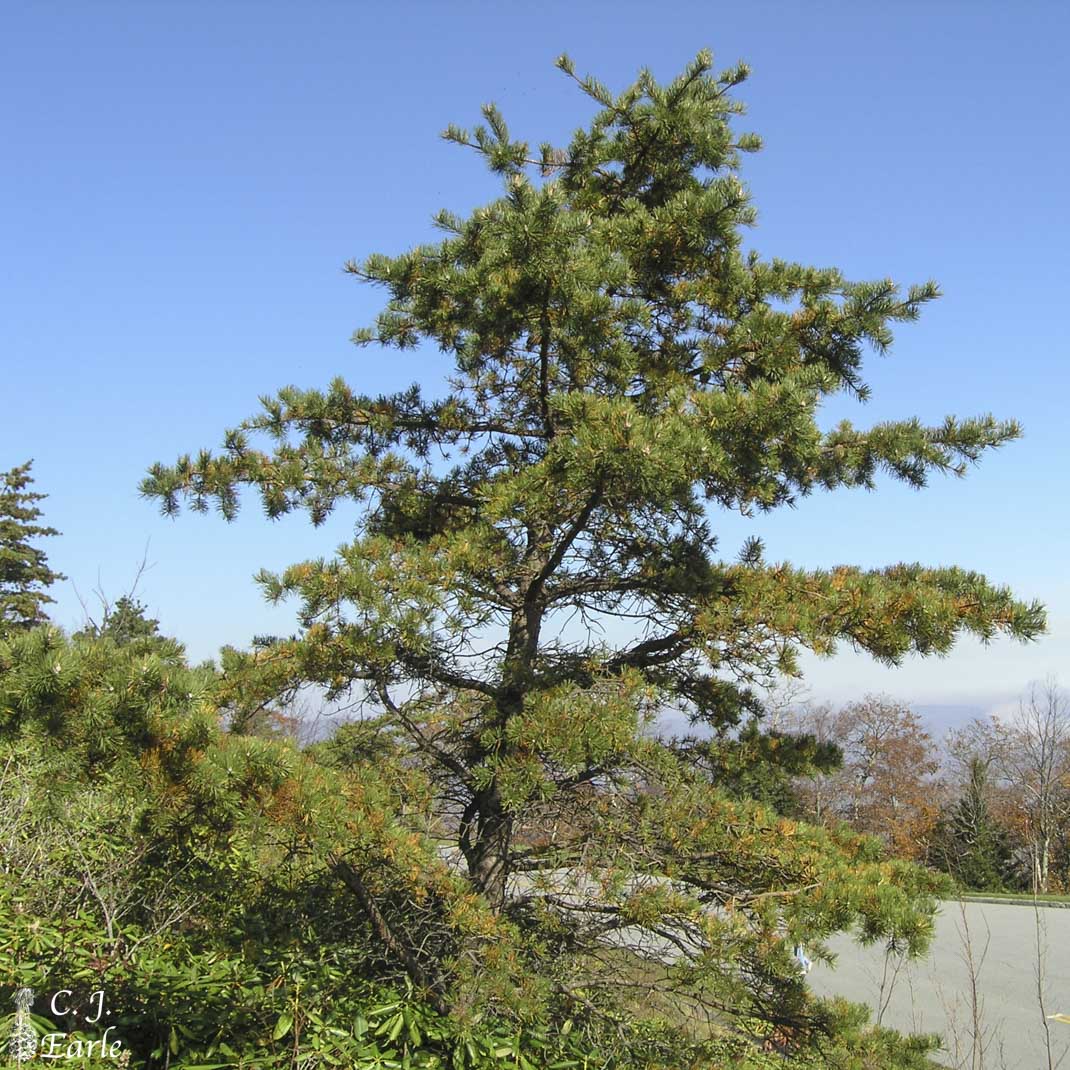 Table mountain sale pine tree
