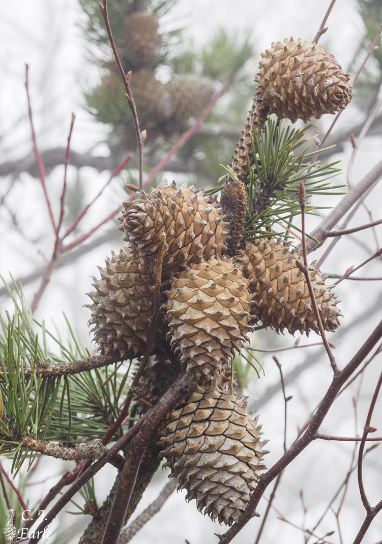 Table mountain sales pine tree