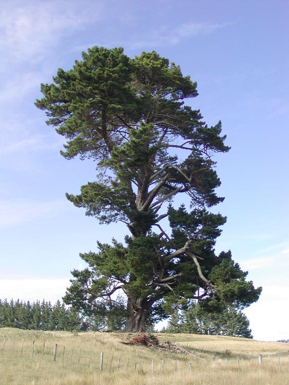 Unfortunately Dismissal meet Pinus radiata (Monterey pine) description - The Gymnosperm Database