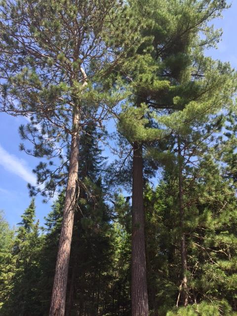 Pinus Resinosa Red Pine Description The Gymnosperm Database