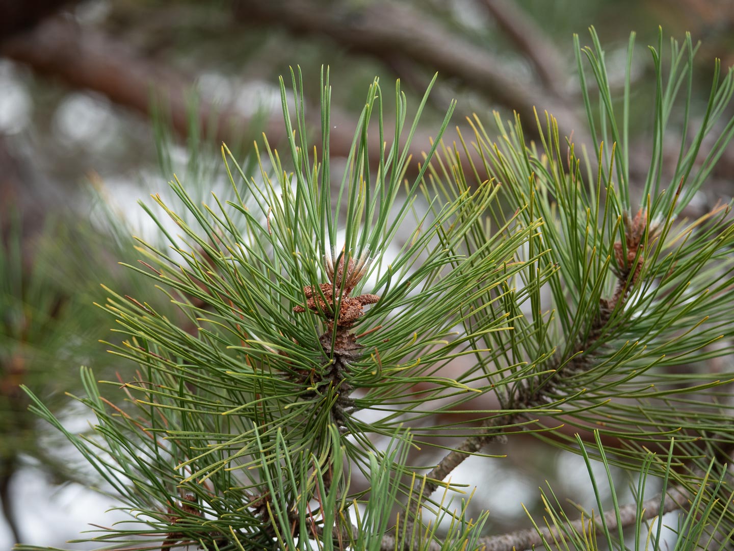 Pine spruce evergreen