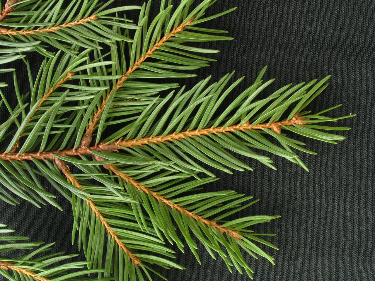 Red in Spruce Red in Spruce