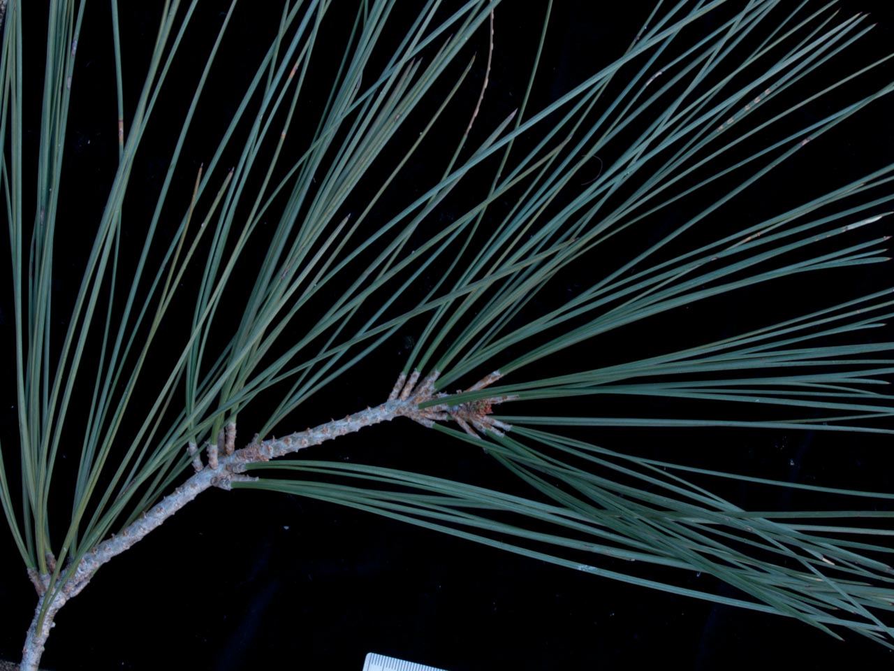 Sabinal Tree Pinus Sabiniana Description – Steckbrief – GEOX