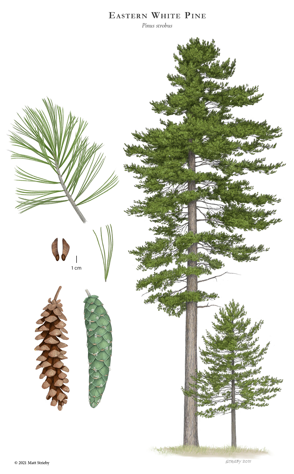 Pinus strobus (eastern white pine) description