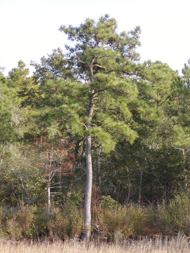 Loblolly Pine Allergy Info