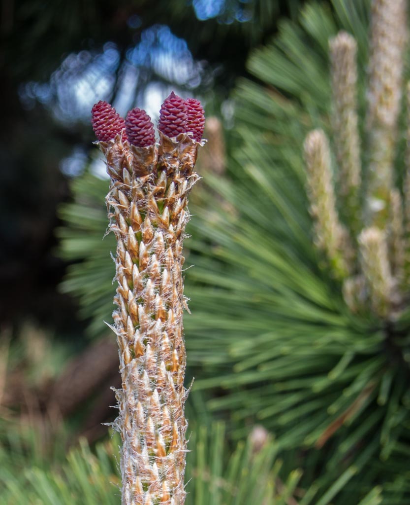 Pinus thunbergii japanese black pine description