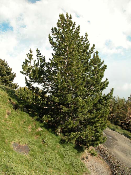 Pinus Uncinata
