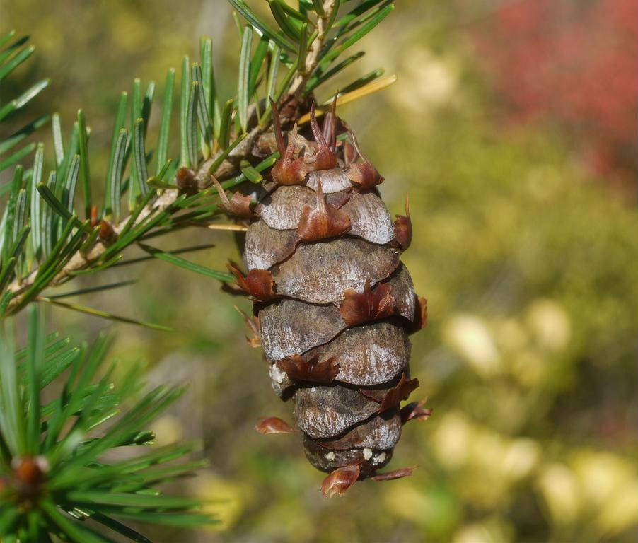 Pseudotsuga Japonica トガサワラ Description
