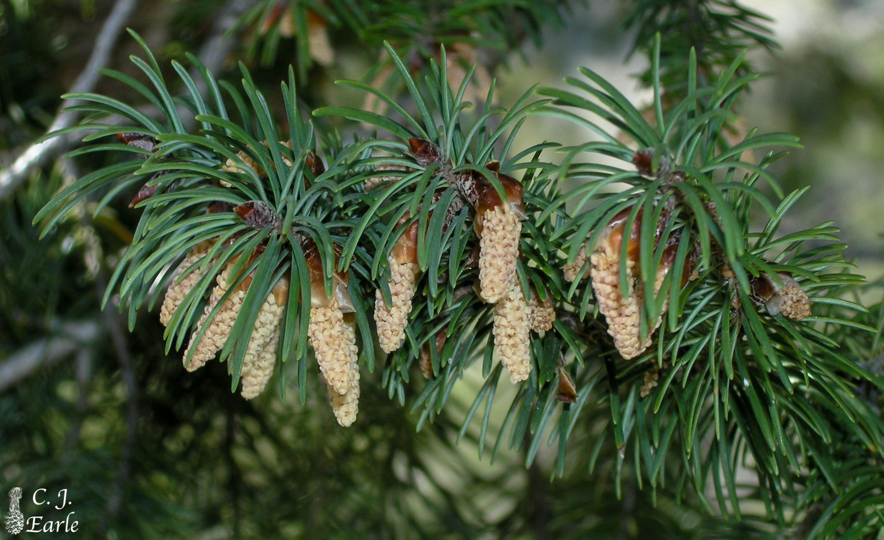 Pseudotsuga macrocarpa (Bigcone Douglas-fir) description