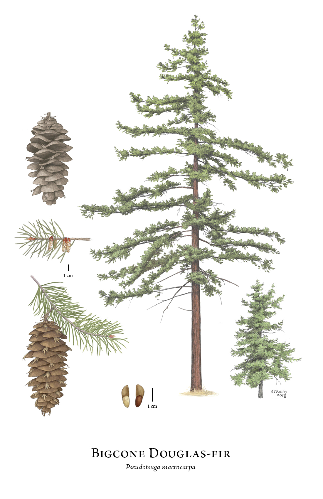 douglas fir tree cone