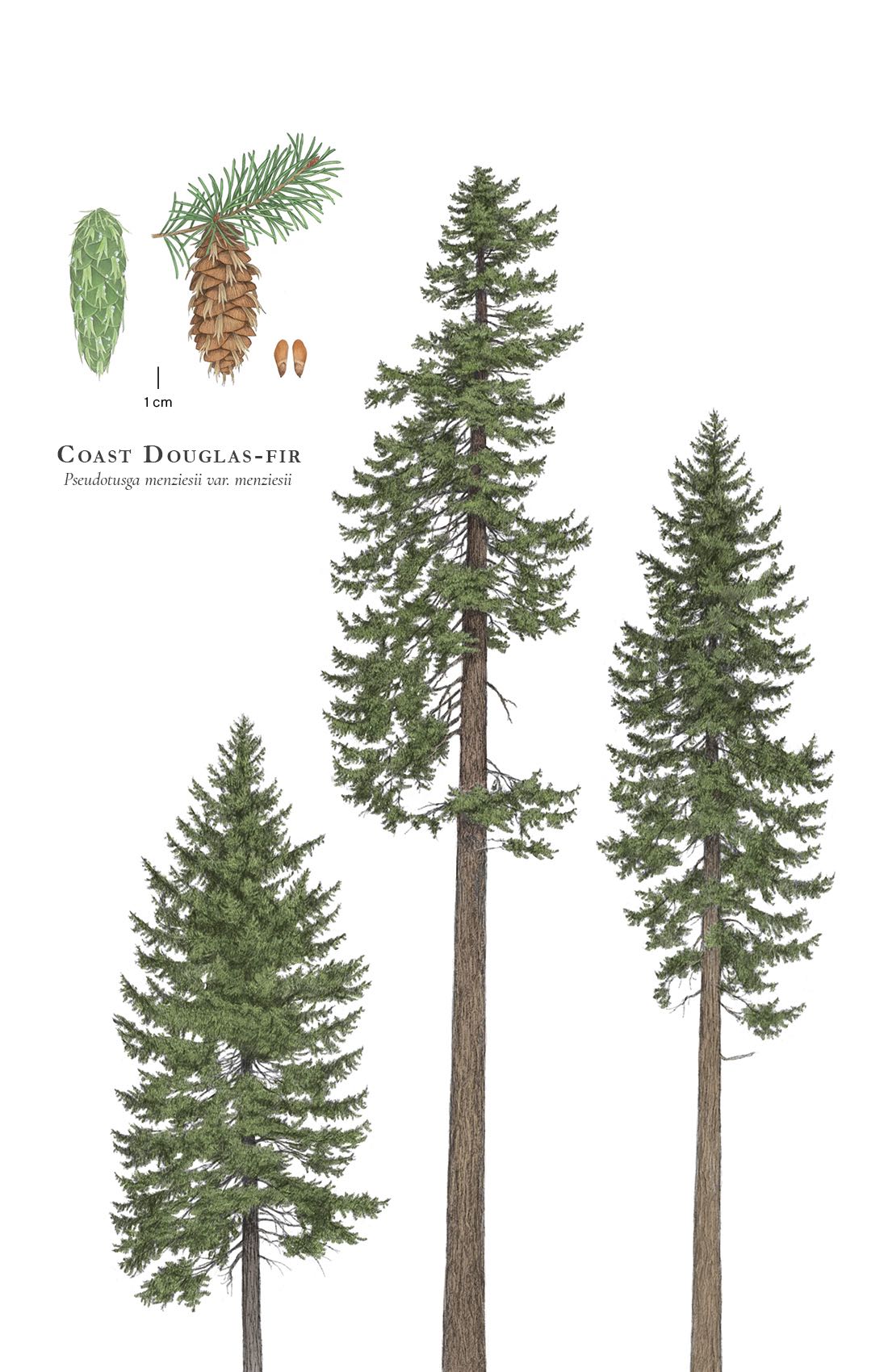Pseudotsuga menziesii menziesii (coast Douglas-fir) description