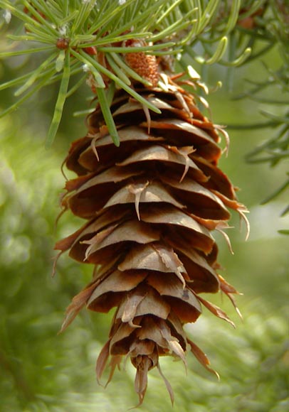 douglas fir tree cone