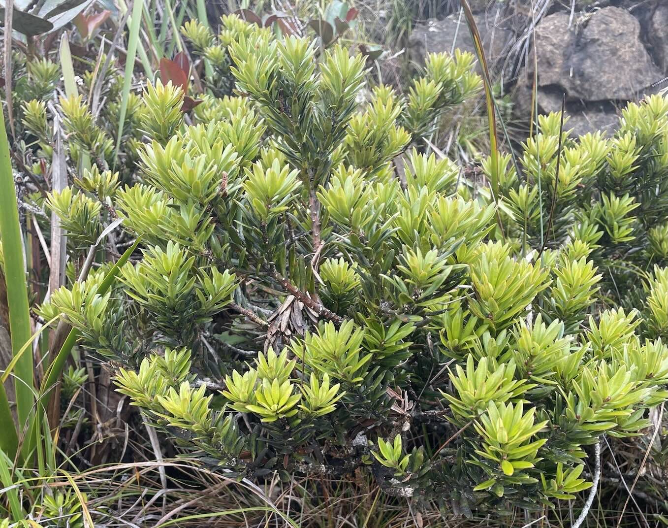 Podocarpus brevifolius description