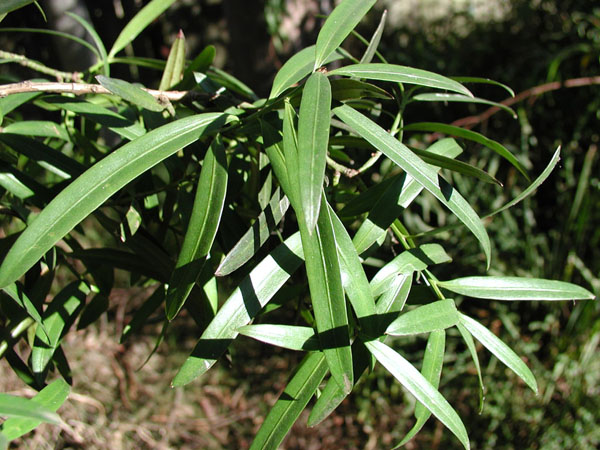 Podocarpus elatus (brown pine) description