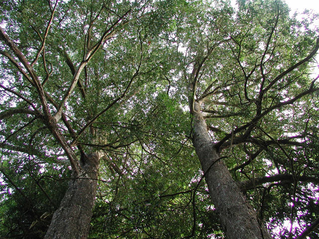 Podocarpus elatus (brown pine) description