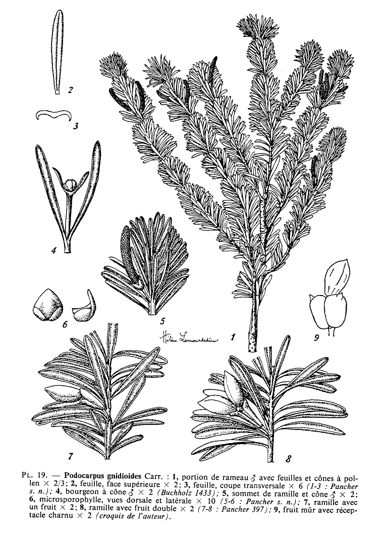 Podocarpus gnidioides () description