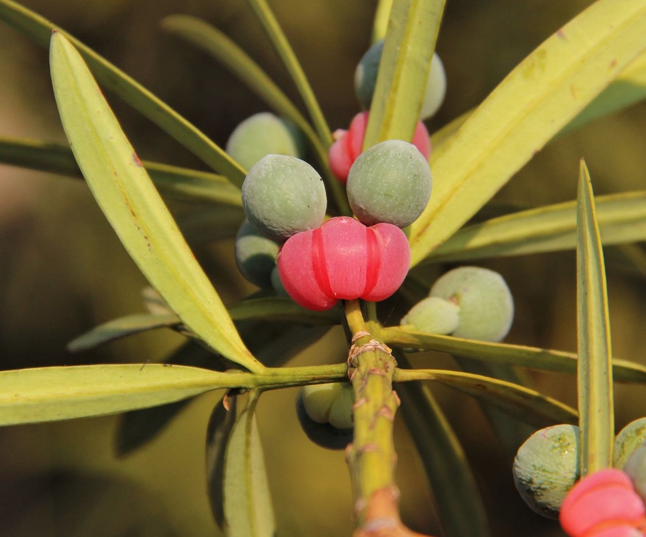 Podocarpus latifolius (true yellowwood) description