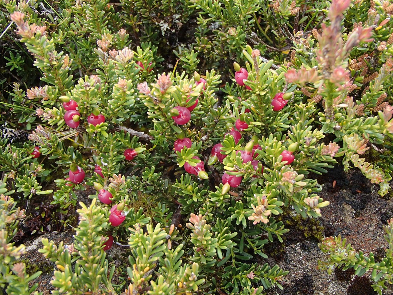 Podocarpus lawrencei (mountain plum pine) description