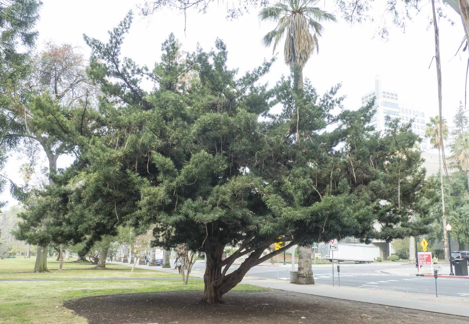 Podocarpus macrophyllus (クサマキ or 羅漢松) description