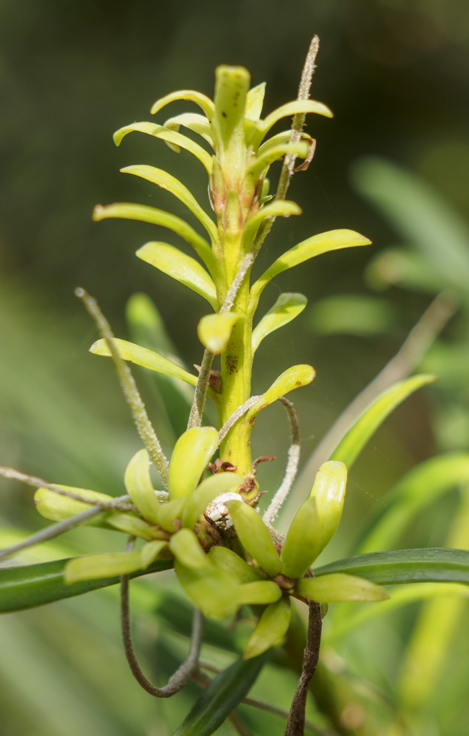 Podocarpus macrophyllus (クサマキ or 羅漢松) description
