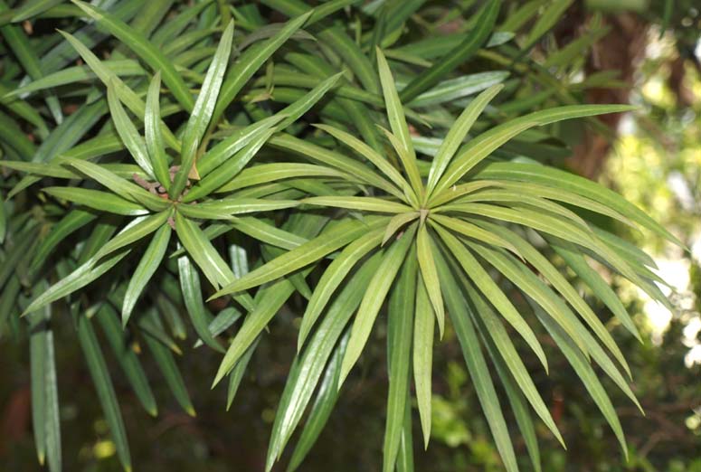 Podocarpus macrophyllus ( or ) description