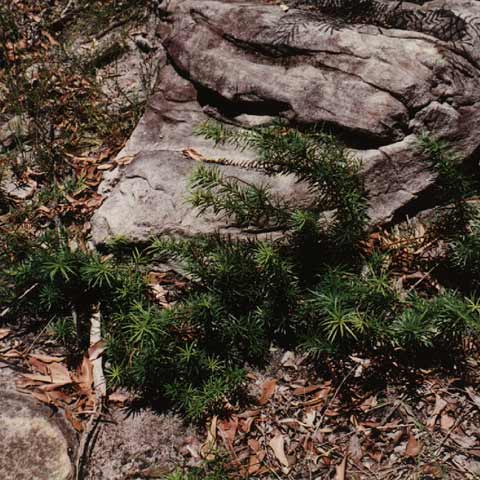 thuja smaragd groß Lebensbaum Thuja occidentalis Smaragd 120-140 cm Höhe Ballenware main image 1