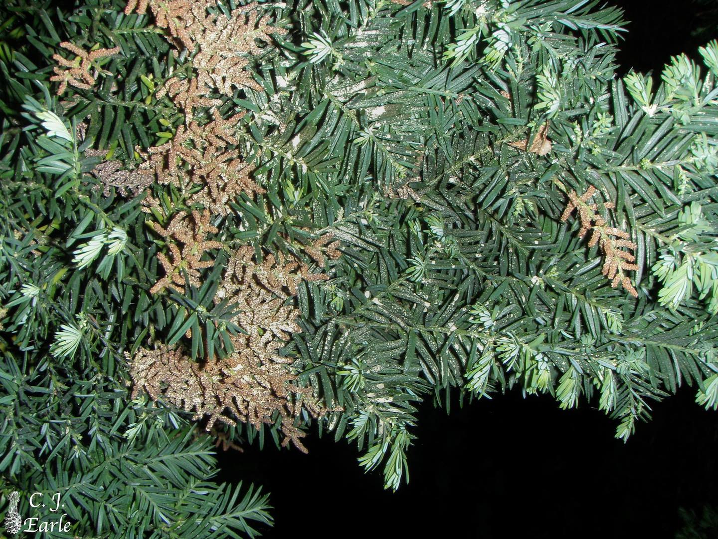 Prumnopitys andina (lleuque) description