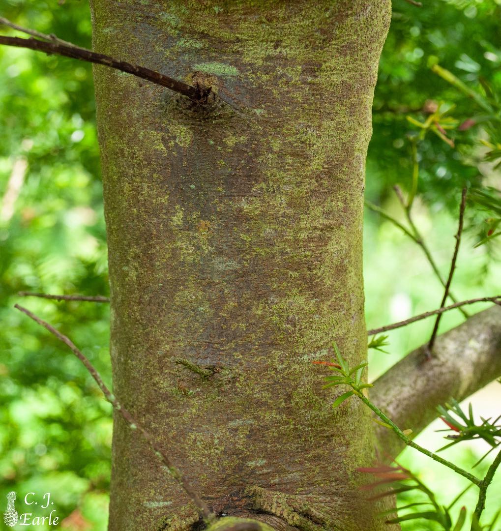 Prumnopitys andina (lleuque) description