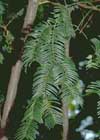 Cephalotaxus fortunei foliage