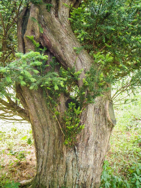 thuja sunny smaragd Thuja Occidentalis Smaragd