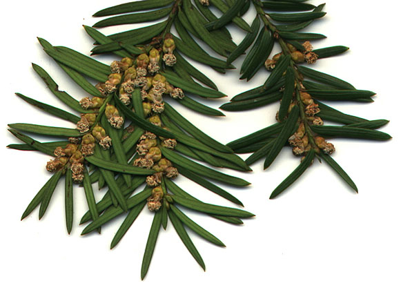 Taxus baccata (common yew) description