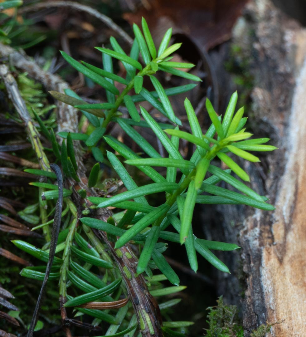 Taxus canadensis (Canada yew) description
