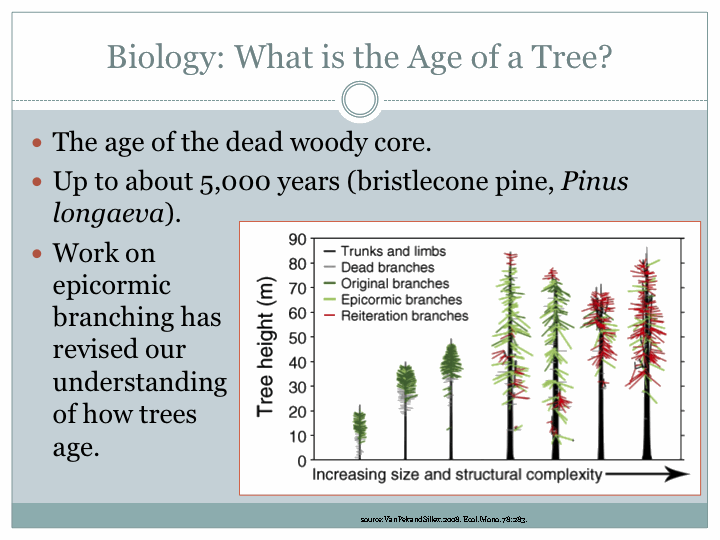 Tree Age Chart