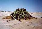 Welwitschia mirabilis photo