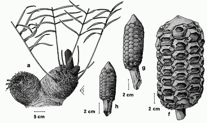 Zamia () description